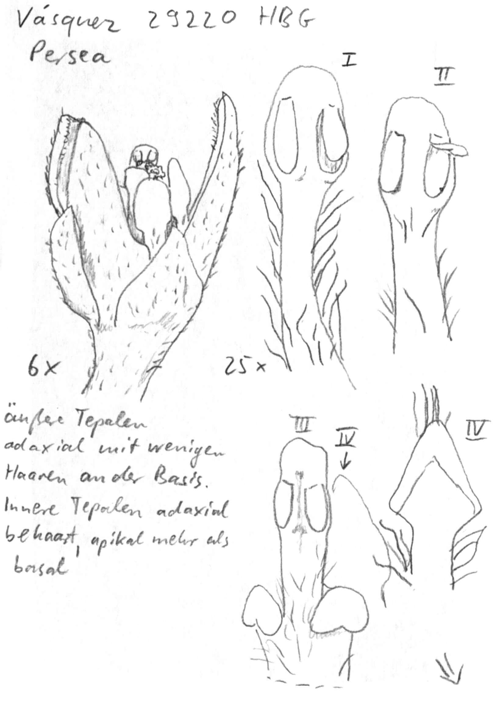 Vorschaubild Persea spec., Vasquez 29220